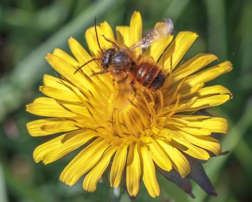 Réf. 297 529 : Osmia bicornis
